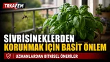 sivrisineklerden korunmak için bitkisel tavsiyeler
